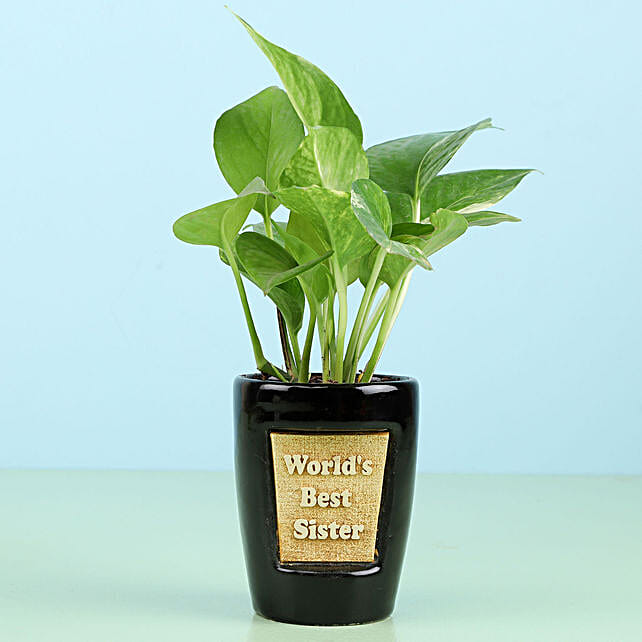 Money Plant For Best Sister - 