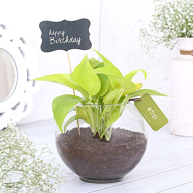 Money Plant Buy Feng Shui Money Plant Online Ferns N Petals - money plant terrarium for birthday money plant