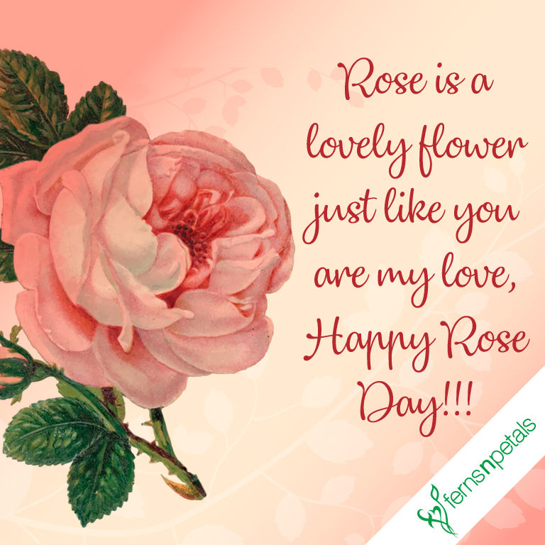 Happy Rose Day Quotes, Wishes N Greetings Rose Day 2019 Ferns N Petals