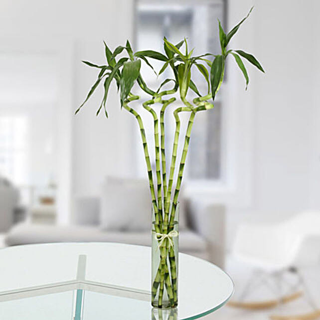 5 Spiral Bamboo Stick Gift Stalked Sticks In A 5 Spiral Bamboo Stick
