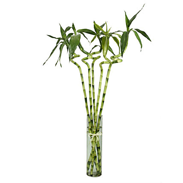 5 Spiral Stick Lucky Bamboo Gift Stalked Sticks In 5 Spiral Stick Lucky Bamboo