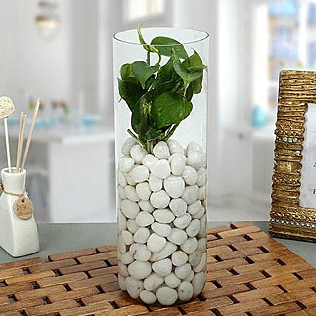 Classic Money Plant Terrarium Gift In A Large Round Classic Money Plant Terrarium