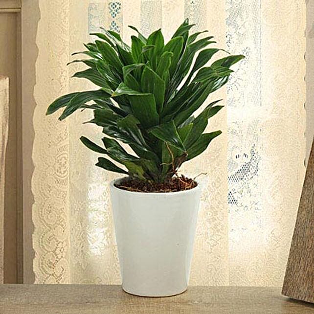 Dracaena Plant