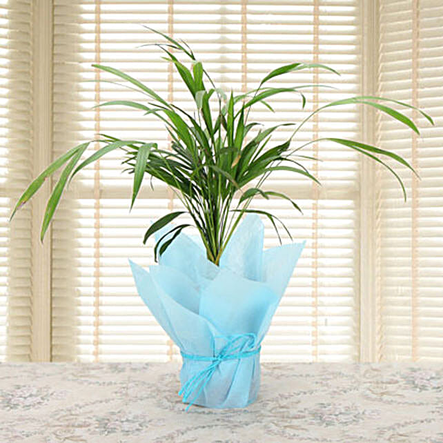 Areca Palm Air Purifying Plant