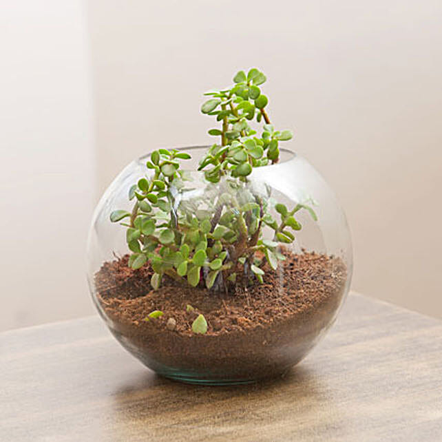 Fantastic Jade Terrarium Gift Jade plant in a round glass vase plants