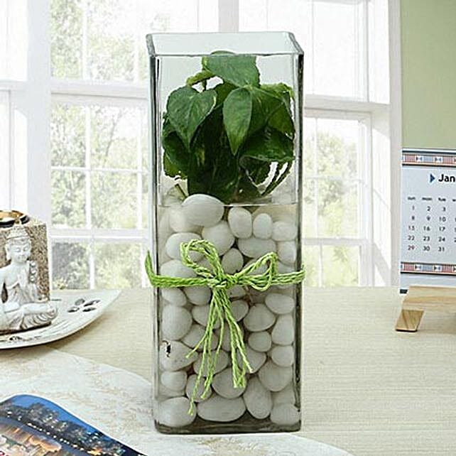 Fashionable Money Plant Terrarium Gift White money plant in a large
