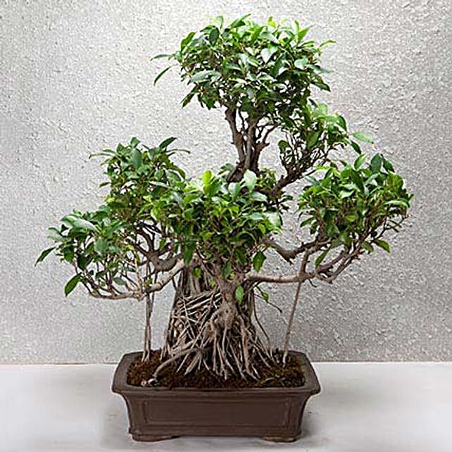 Bonsai Plants Online Delivery In India Ferns N Petals Online Dwarf Tree For Home