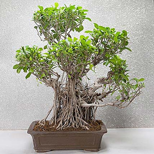 Cute Aged Bonsai Plant Online
