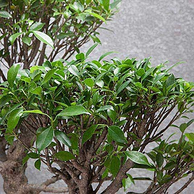 Ficus Microcarpa Bonsai Tree 25 Years Old | Gift online ...