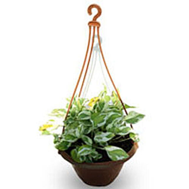 Hanging Money Plant Gift Hanging Money PlantHanging Money Plant