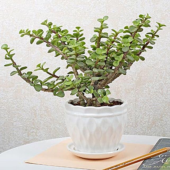 jade-plant-in-ceramic-vase_1.jpg