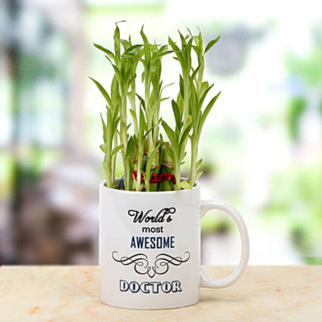 Good Luck Plant Online Lucky Plant Ferns N Petals