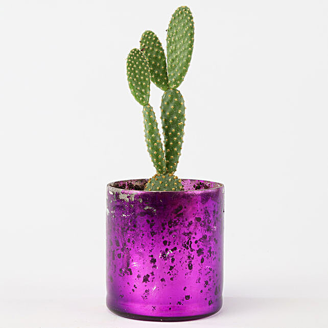 Cactus in Purple Vase