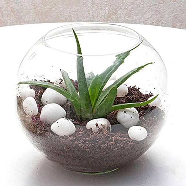 Multipurpose Aloe Vera Plant Terrarium Gift Aloe vera plant in a