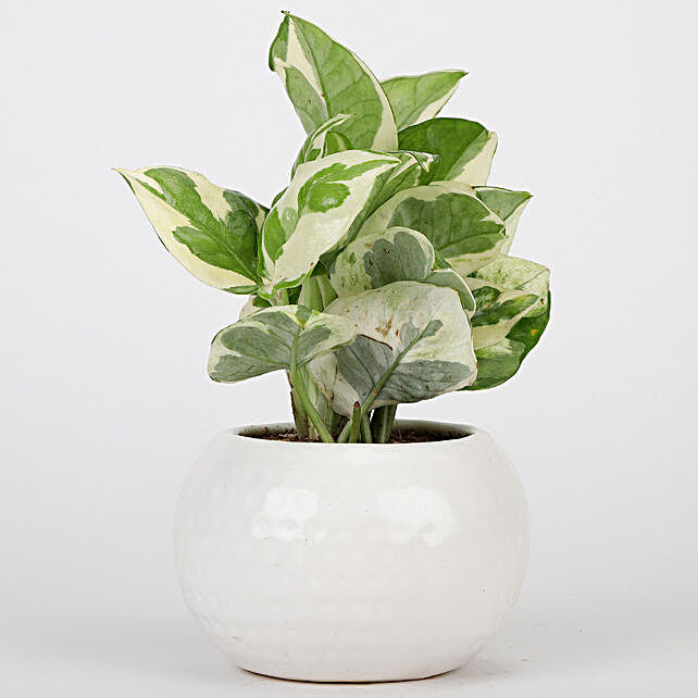 White Ceramic Designer Pot