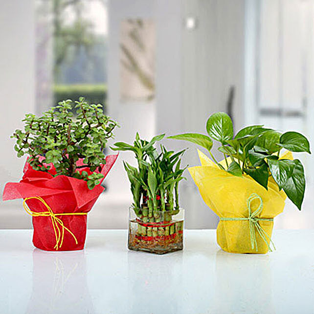 Set Of 3 Good Luck Plants Gift Set Of 3 Lucky Plants Online Ferns N   Set Of 3 Good Luck Plants 1 