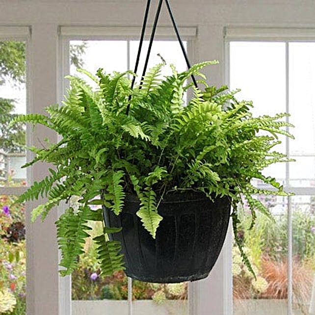 Boston Fern