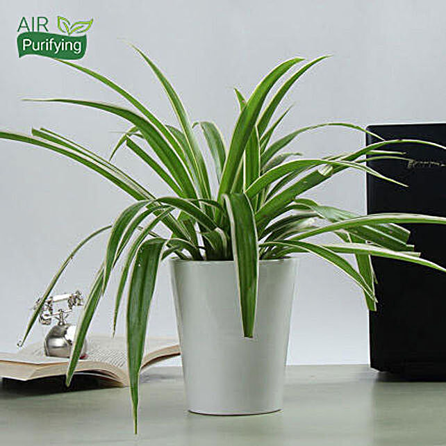 12 Air Purifying Plants Best