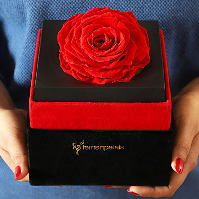 Forever Red Rose
