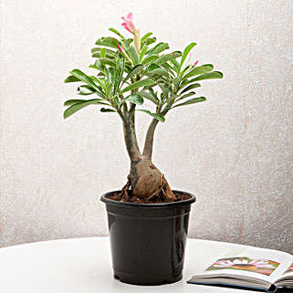 Adenium desert rose plant in a vase