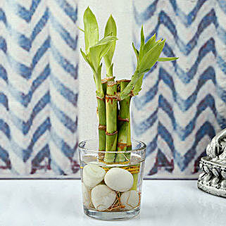 Bamboo sticks in a glass vase