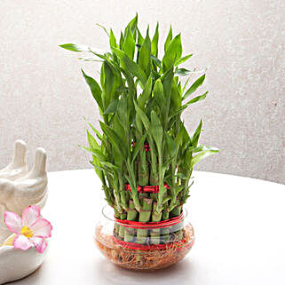 Three layer bamboo plant in a round glass vase
