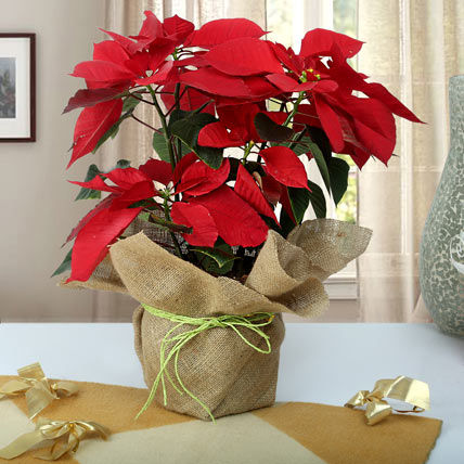 Beautiful Poinsettia Plant | Gift Red Poinsettia plant - Ferns N Petals